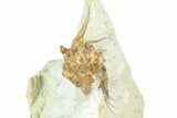 Bargain, Enrolled Spiny Trilobite (Kettneraspis) - Oklahoma #363005-4
